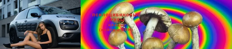 где купить наркотик  OMG ТОР  Псилоцибиновые грибы MAGIC MUSHROOMS  Заволжск 